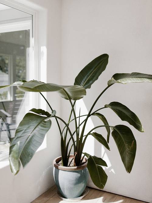 The Top 5 Indoor Plants for Clean Air That Are Better Than Pricey Purifiers, TBH