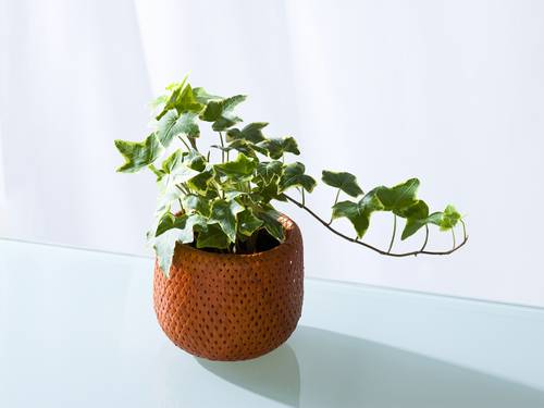 The Top 5 Indoor Plants for Clean Air That Are Better Than Pricey Purifiers, TBH
